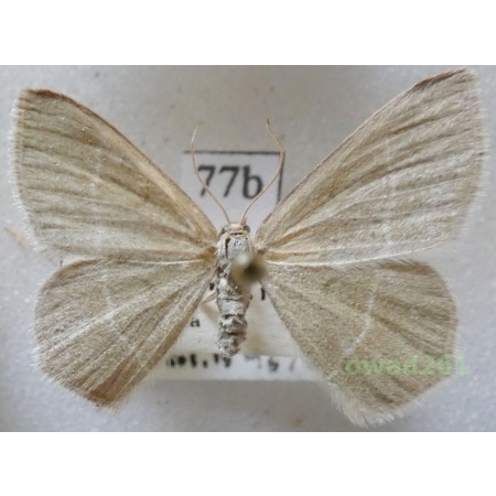 Chlorissa viridata (Linnaeus, 1758) Slovakia77b